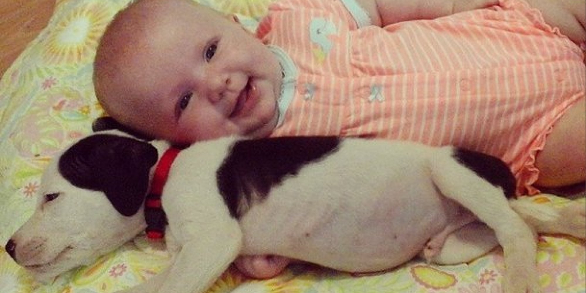 newborn pitbull puppies baby pitbull puppies www imgkid the image kid has it newborn pitbull puppies baby pitbull puppies www imgkid the image kid has it