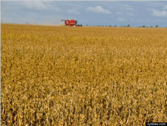 Crops