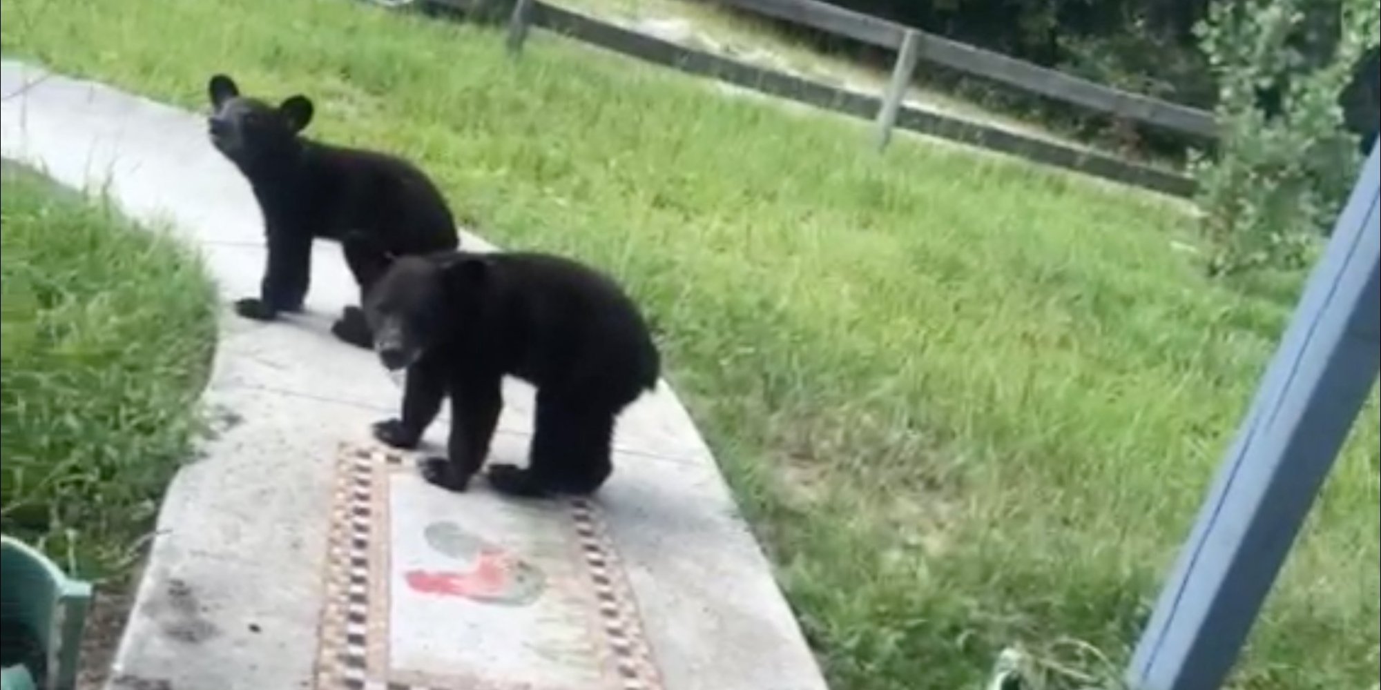 films gay bears