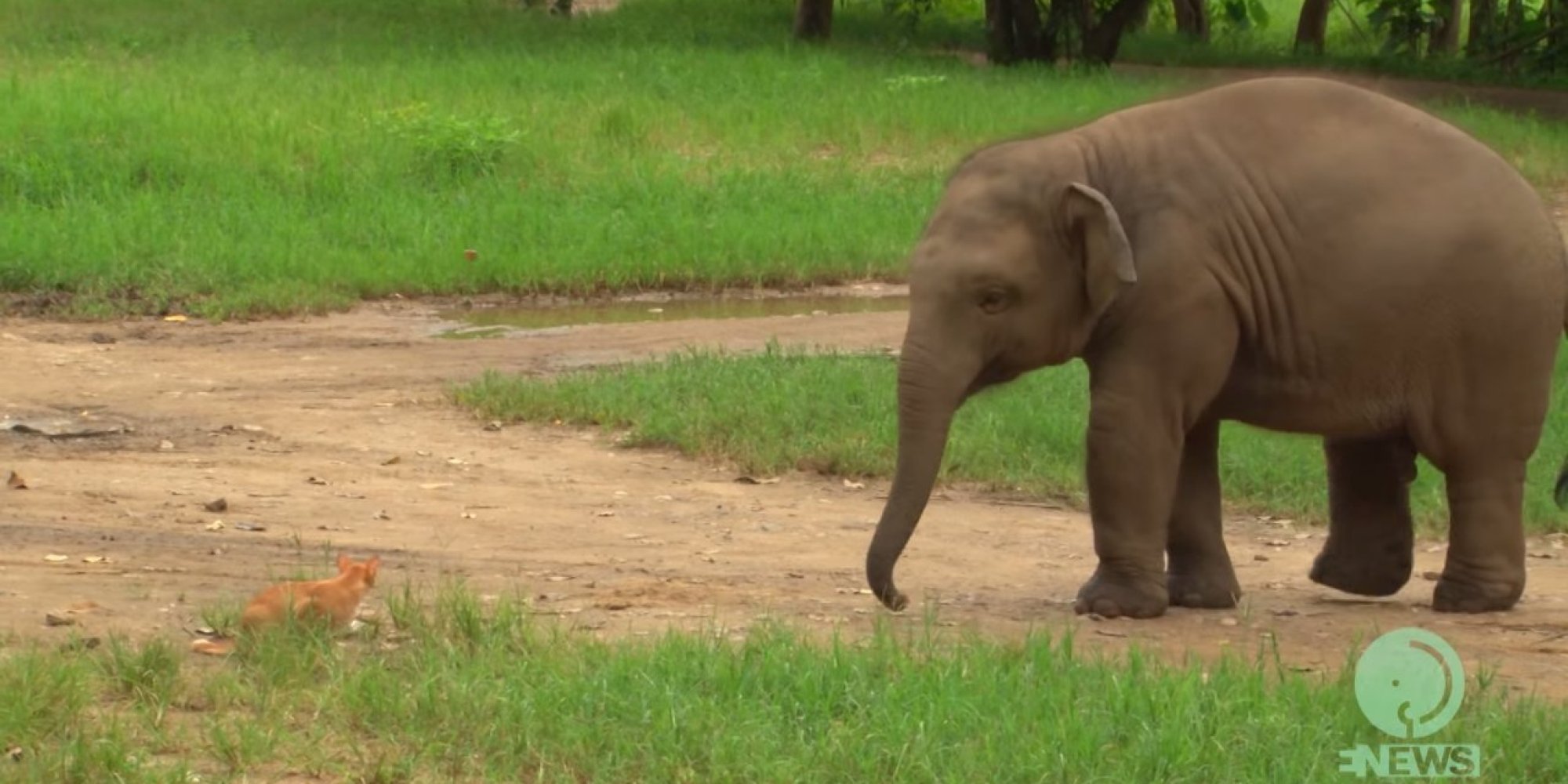 Navann The Elephant Meets Much Smaller Cat, Honestly Looks A Little