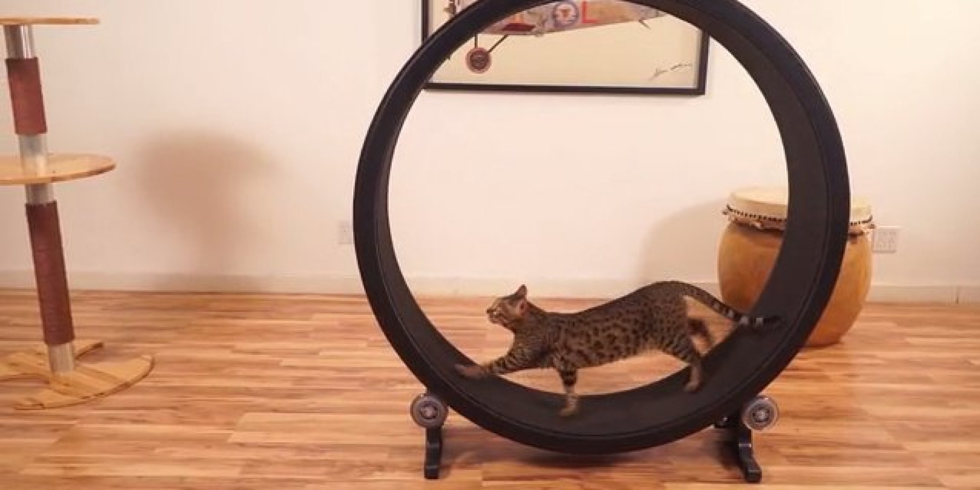 You Can Haz Hamster Wheel For Cats HuffPost