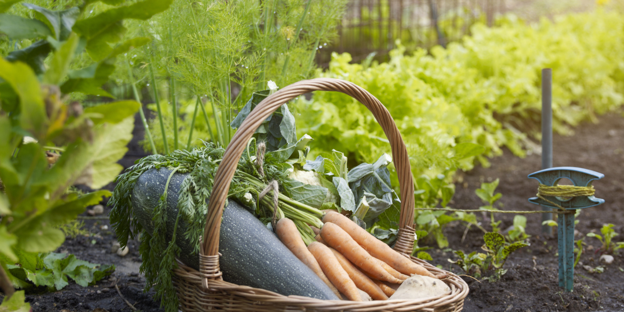 This Genius Cheat Sheet For Gardeners Tells Where And When To Plant Your Vegetables 