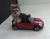 This Tiny Dog's Smart Tricks Will Knock Your Socks Off