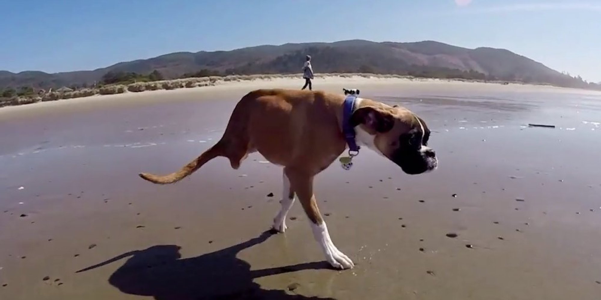 TwoLegged Boxer Dog Reminds Us To Carpe Diem In New GoPro Documentary