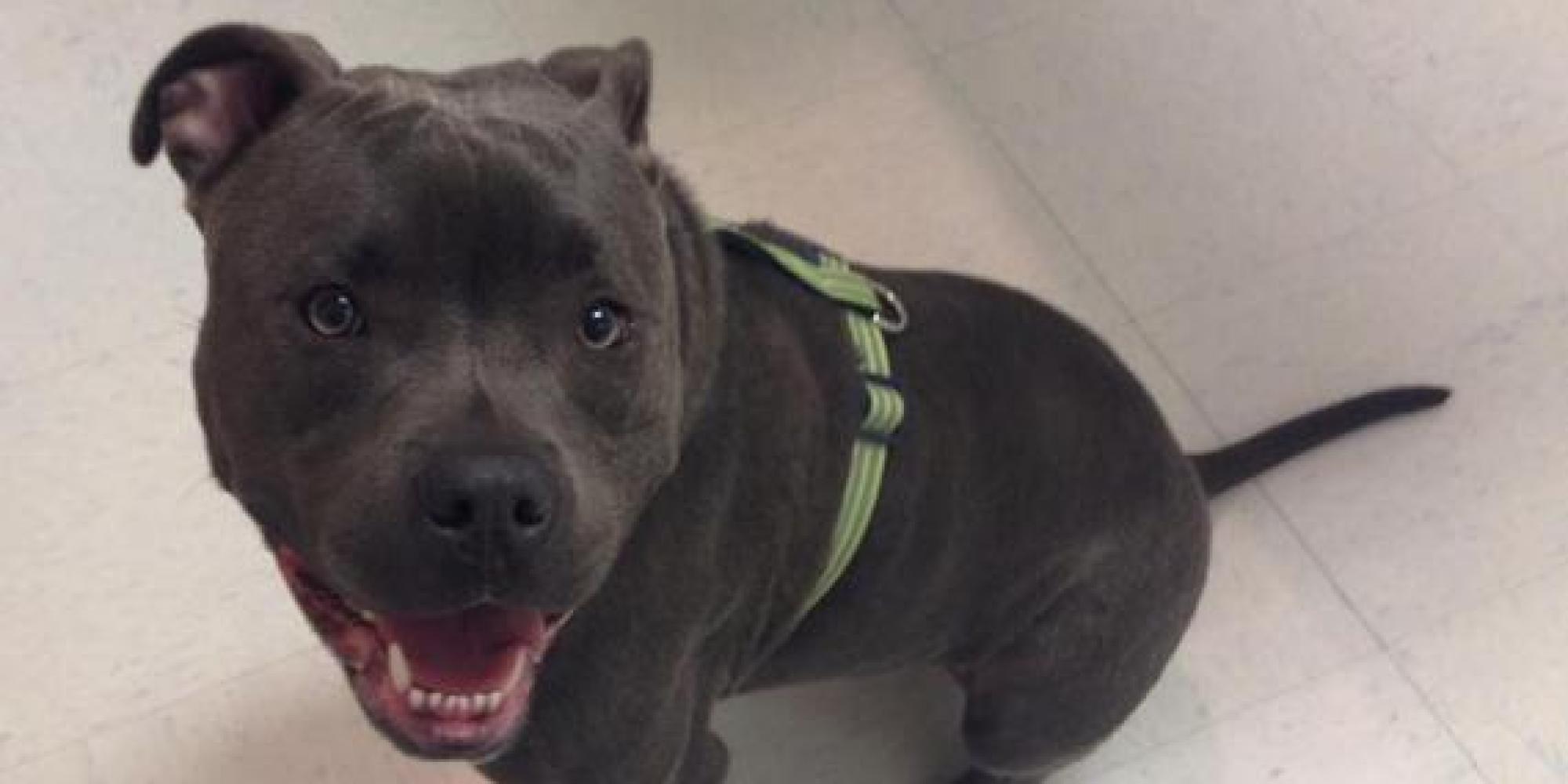 What Does Maryland Have Against My Dog 'Pork Chop'? HuffPost