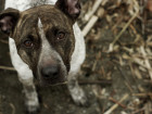 So You Think You Know What A 'Pit Bull' Is? Think Again.