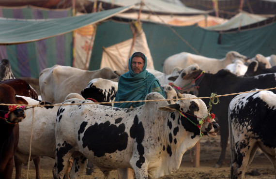 Livestock