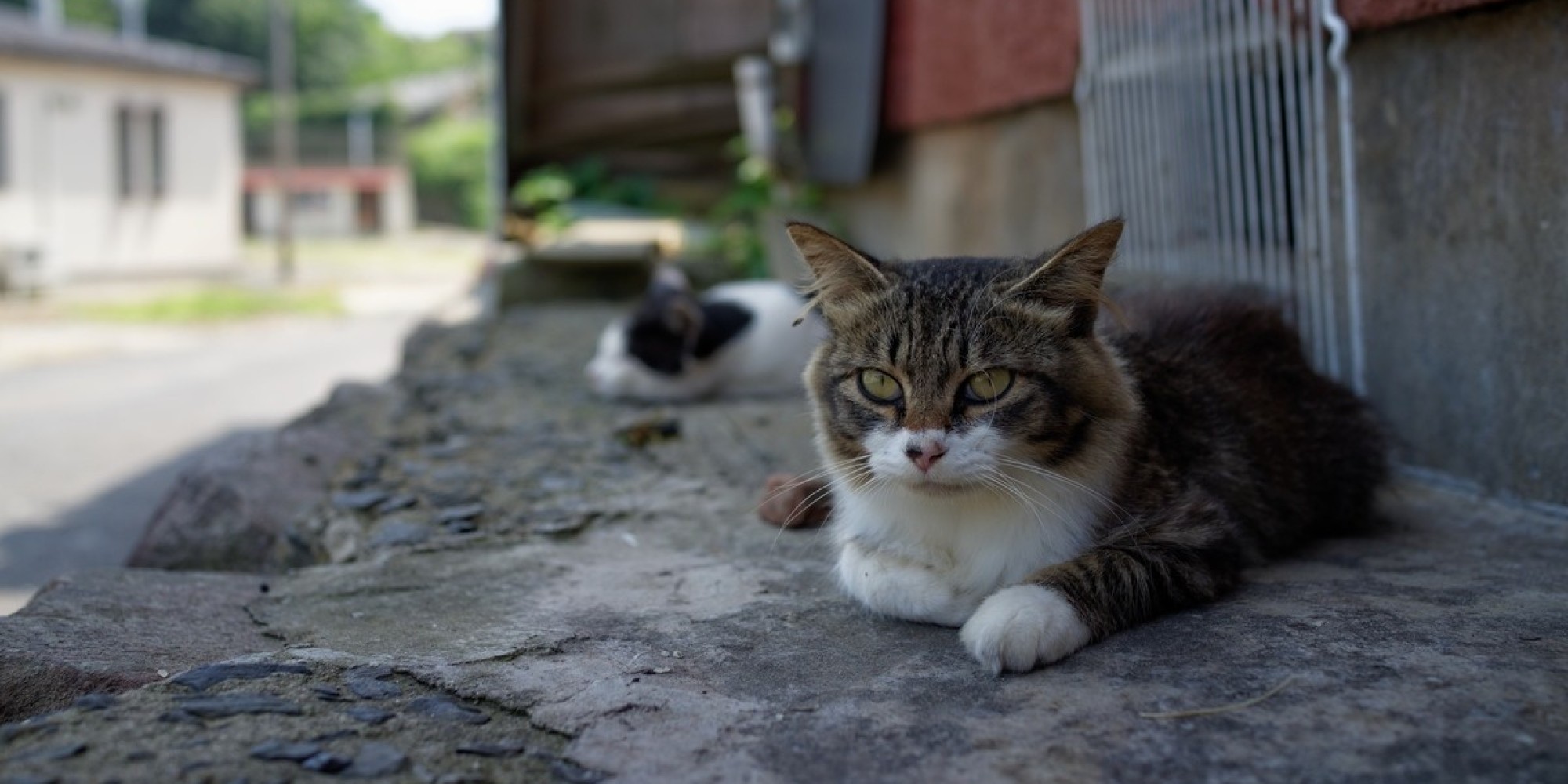 There's A Place In Japan Called 'Cat Heaven Island' And We Can't Wait