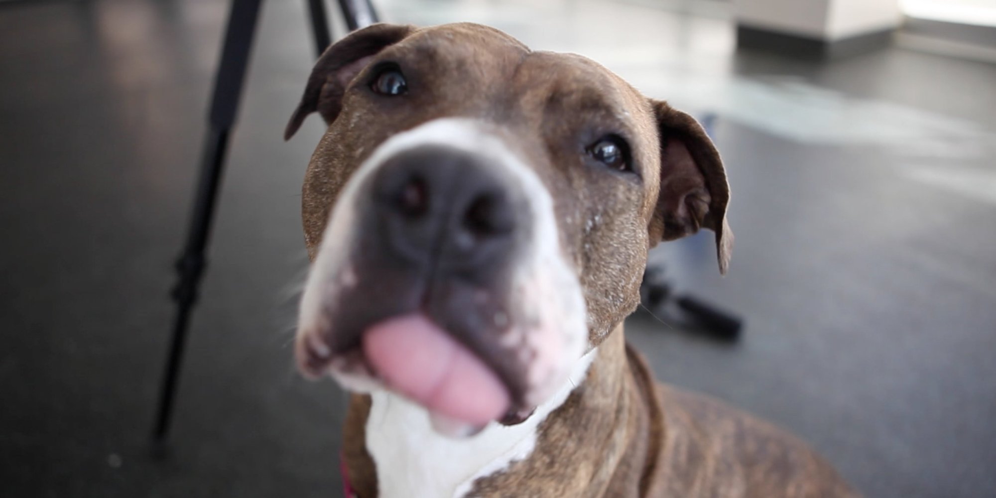 The Truth About Pit Bulls (VIDEO) | HuffPost