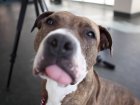 Pit Bulls Are Dogs Too, You Know (VIDEO)