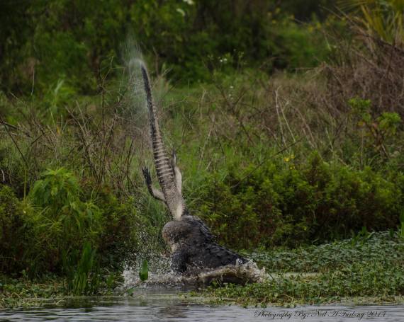 'Monster' Alligator Fight Captured In Stunning Photos  HuffPost