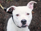 These 75 New York-Area Pit Bulls Are Looking For Forever Homes