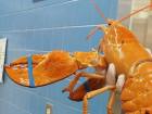 Rare, Yellow Lobster Rescued From Florida Supermarket