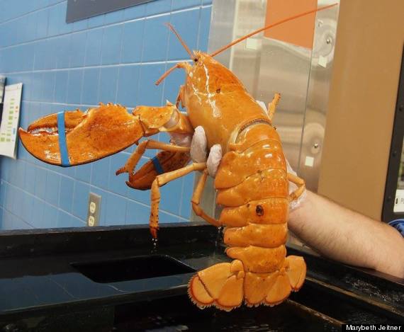 libbie lobster