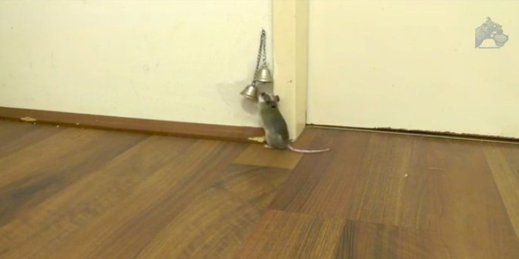 Can Mice Go Through Doors at Robert Barker blog