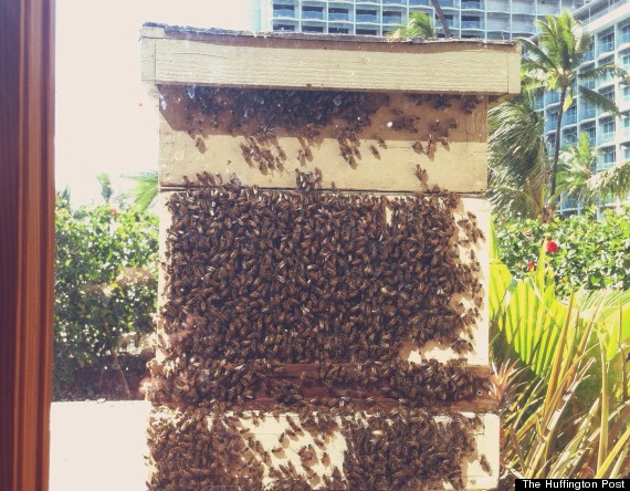 hyatt bee apiary