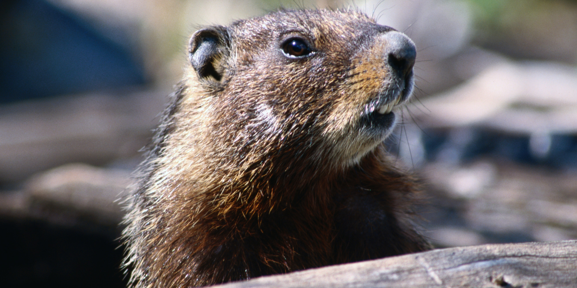 Woodchuck To Blame For Teen Hit By Car In New York HuffPost