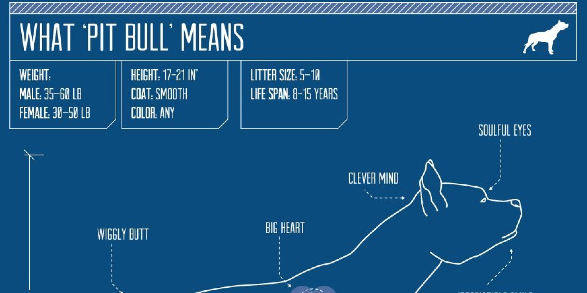 Sugar, Spice And Everything Nice This Is What A Pit Bull Is Made Of