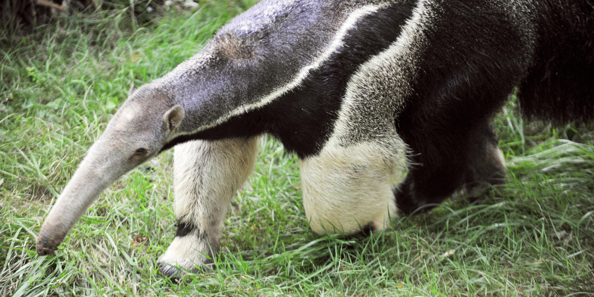 o-GIANT-ANTEATER-facebook.jpg