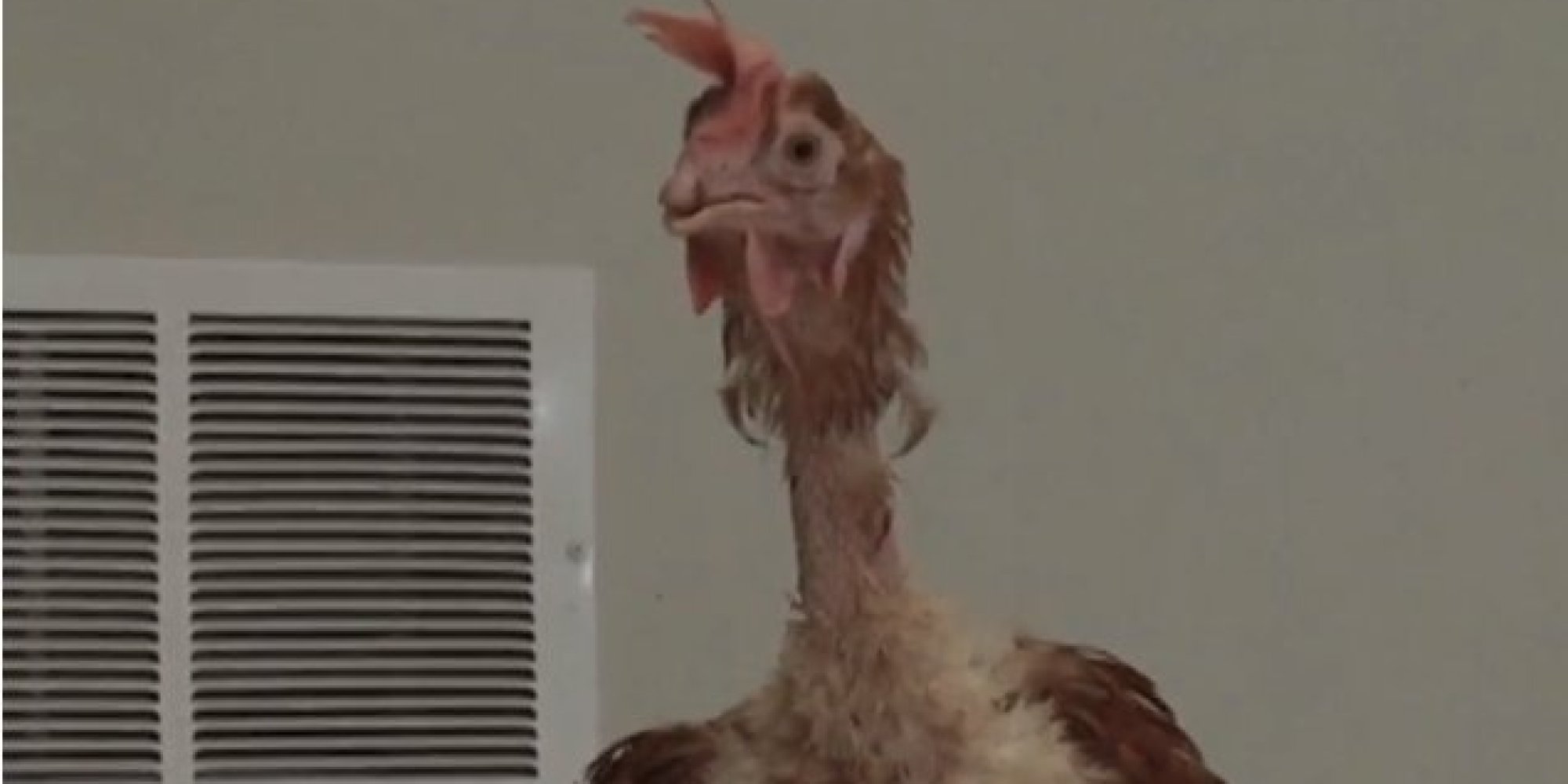 Man Drove Drunk With 100 Chickens In Car Many Dead Huffpost
