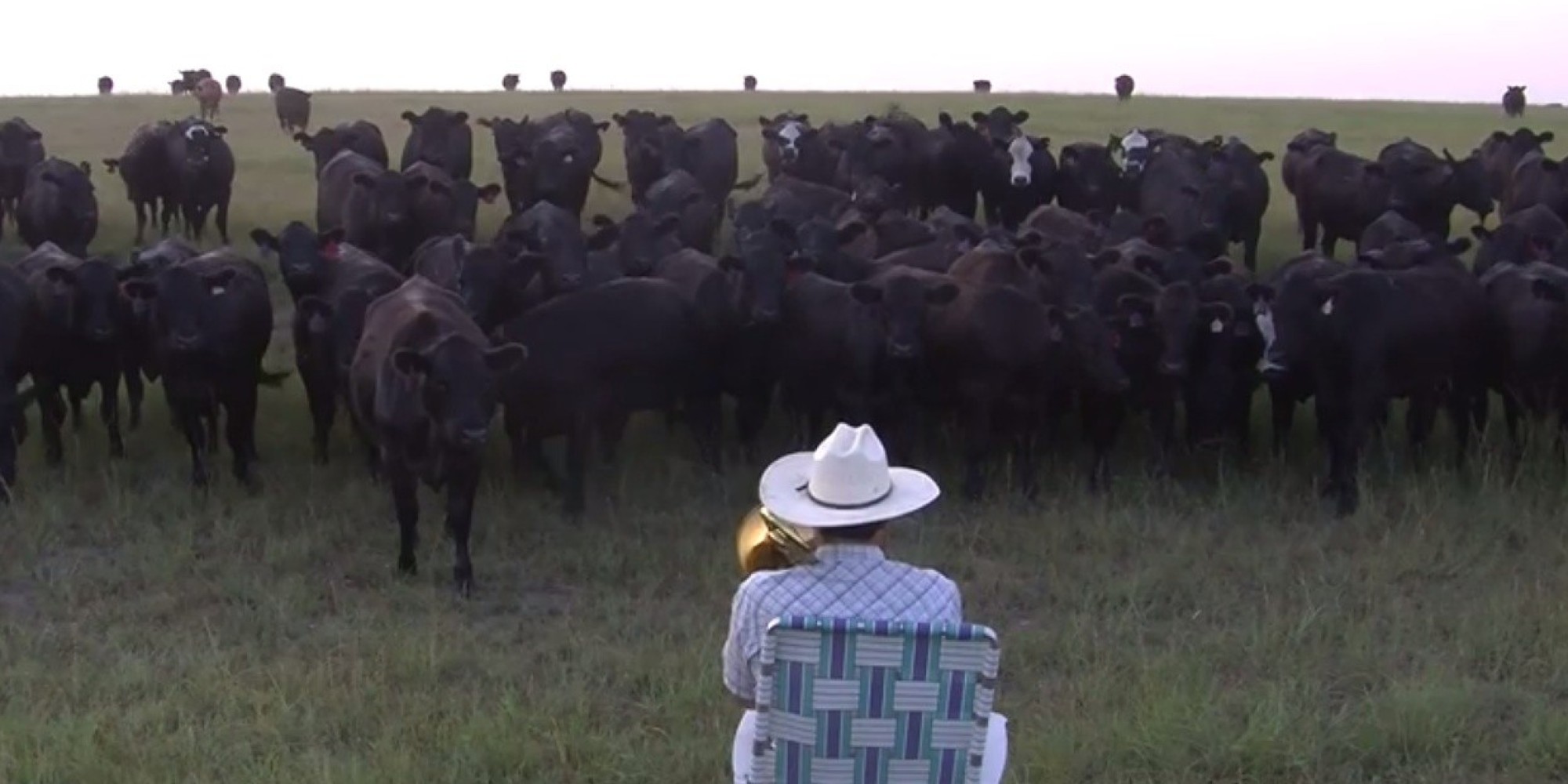 Cows Come Running To Hear Farmer Play Lorde's 'Royals' On Trombone