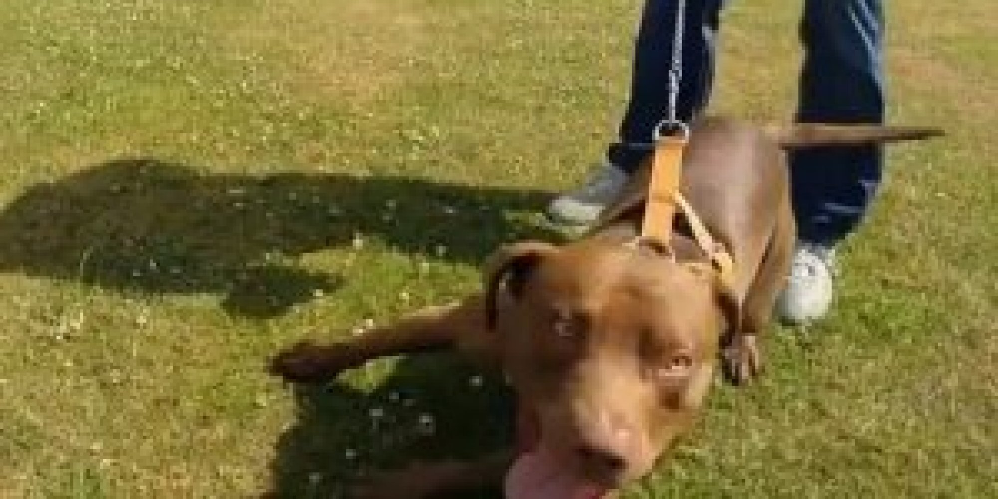 'Dangerous Dog Owners And Proud' Documentary Questions Those Owners