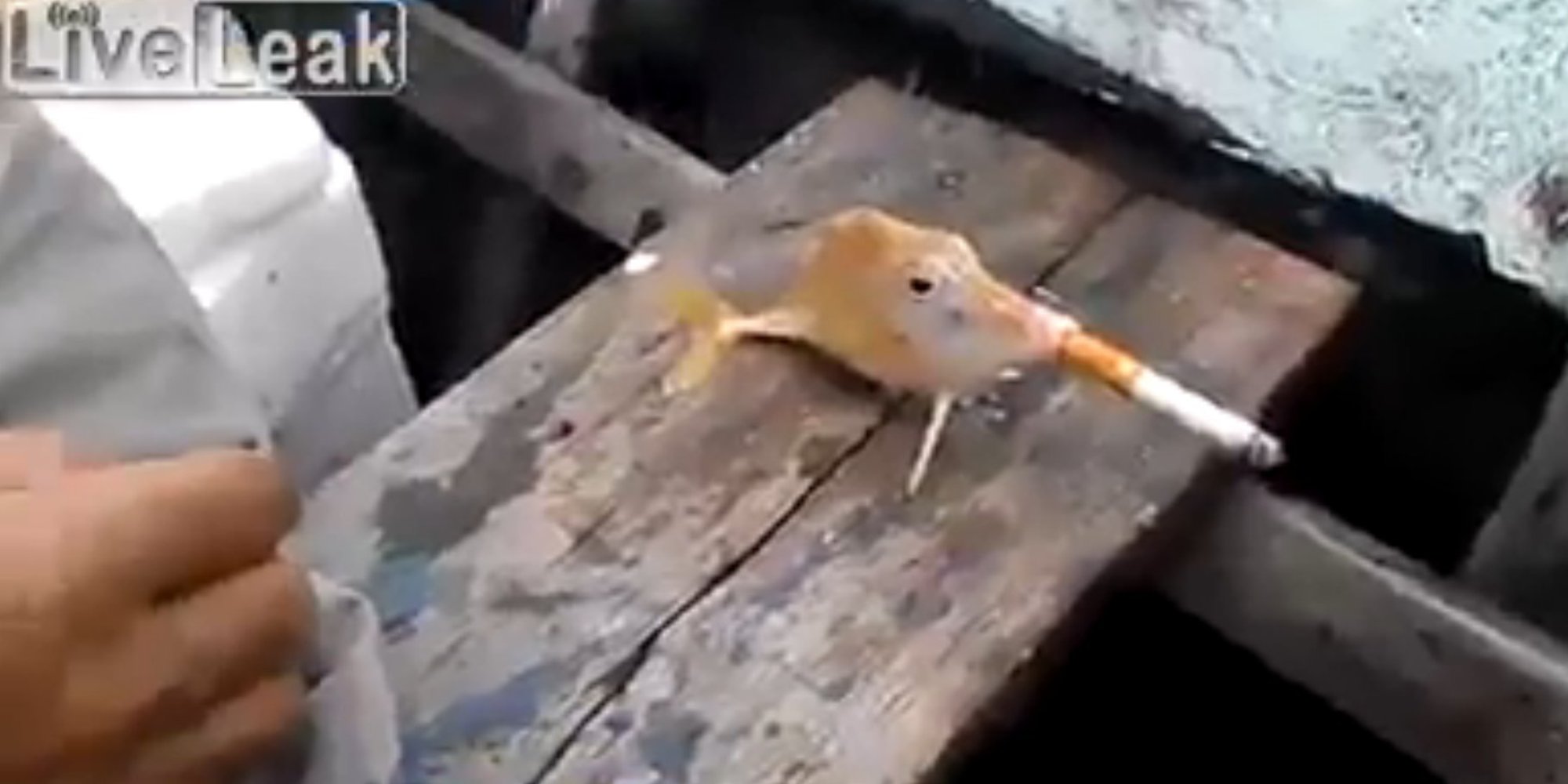 Smoking Fish Video Causes Outrage At Such Blatant Animal Cruelty