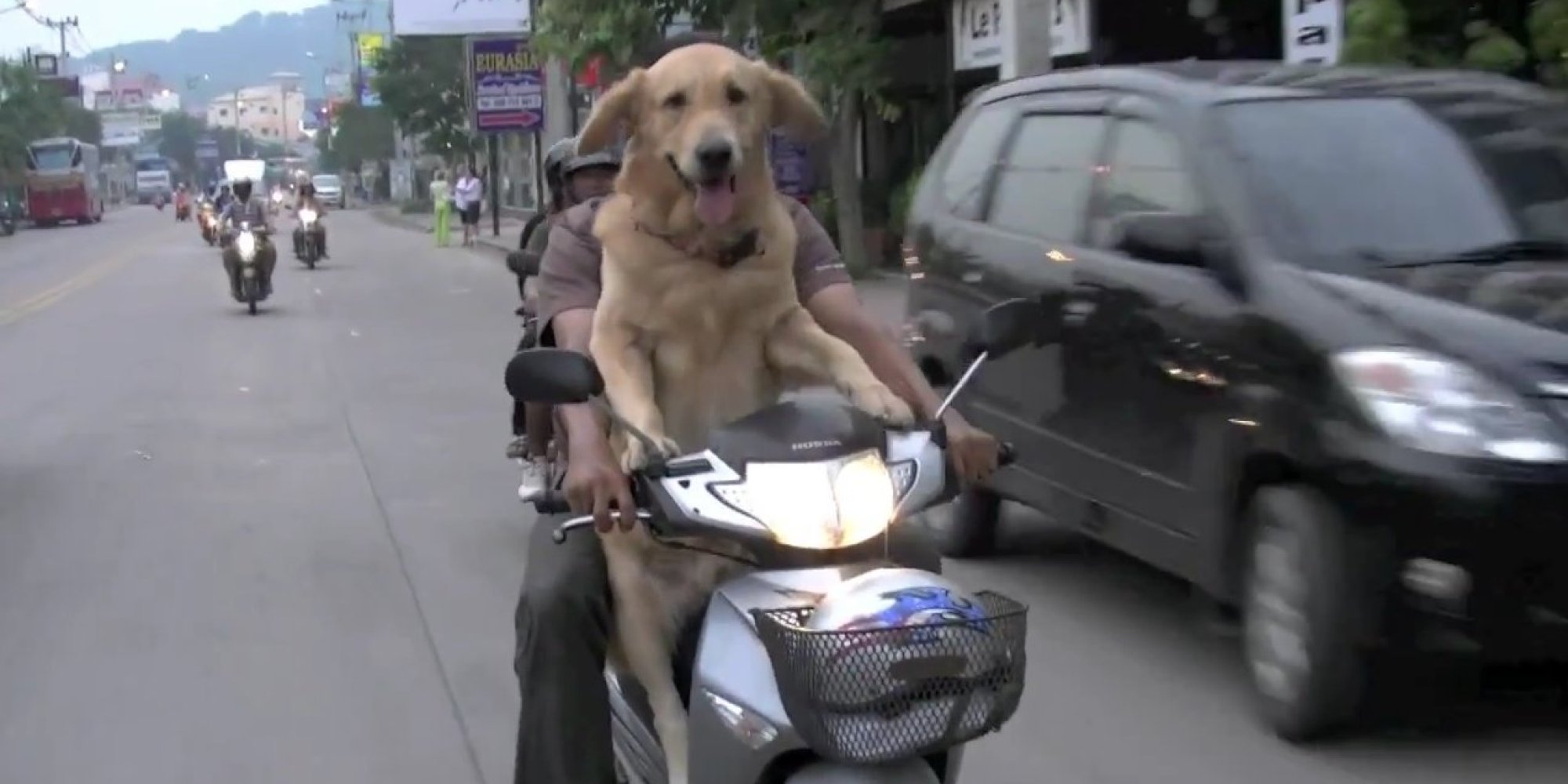 o-DOG-ON-MOTORCYCLE-facebook.jpg