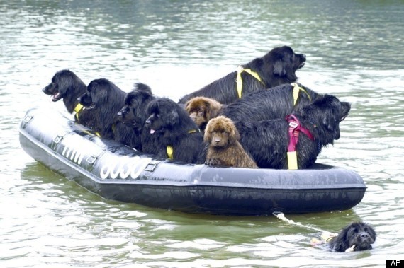 Doggie Paddle