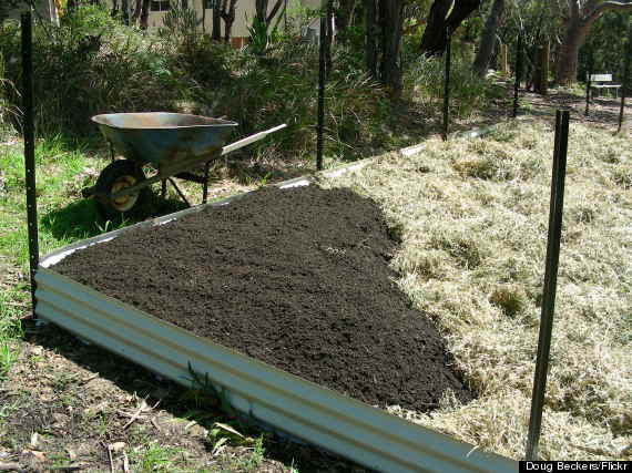 coffee grounds compost