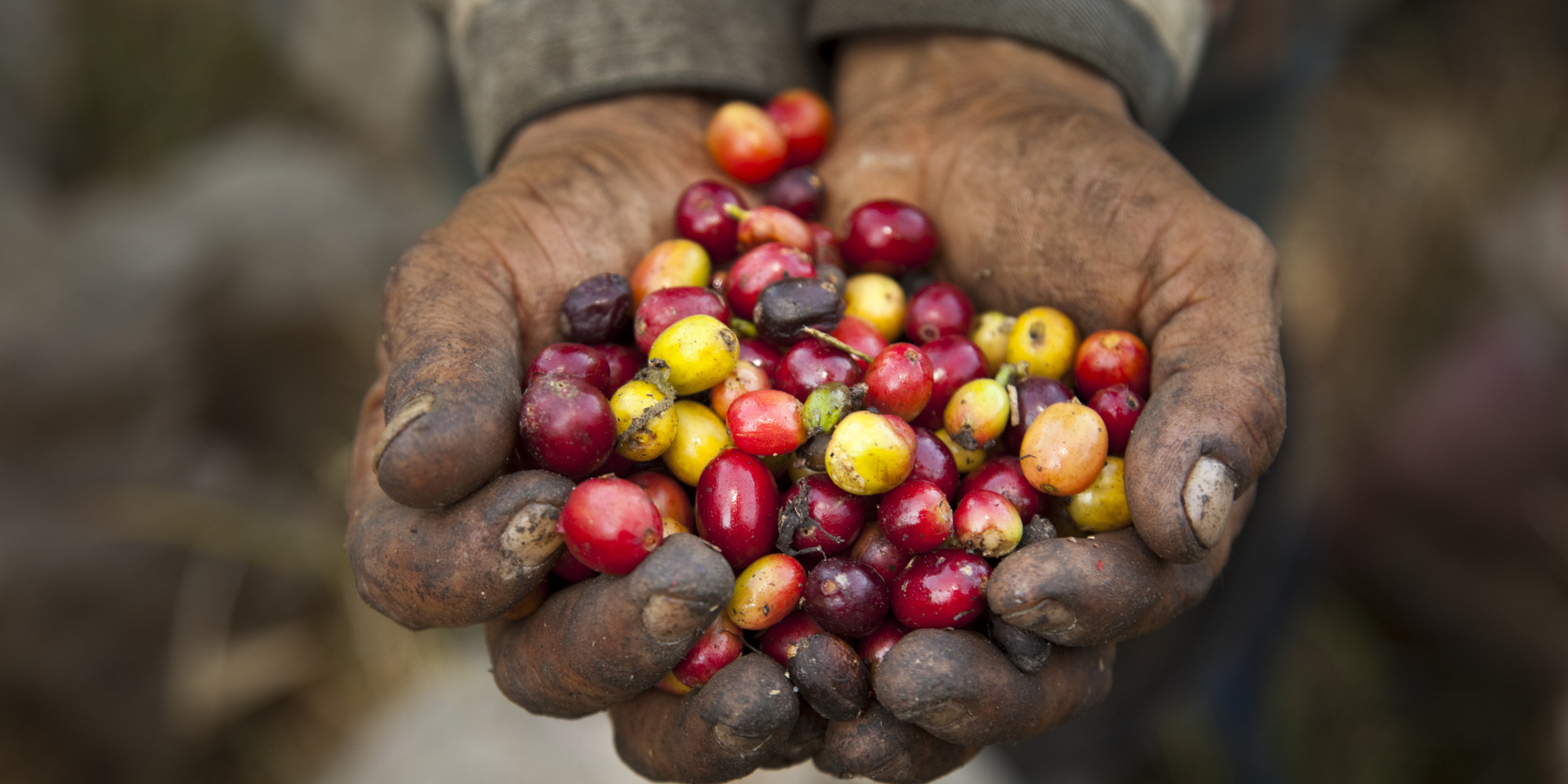 10-reasons-fair-trade-coffee-doesn-t-work-huffpost