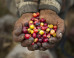 10 Reasons Fair-Trade Coffee