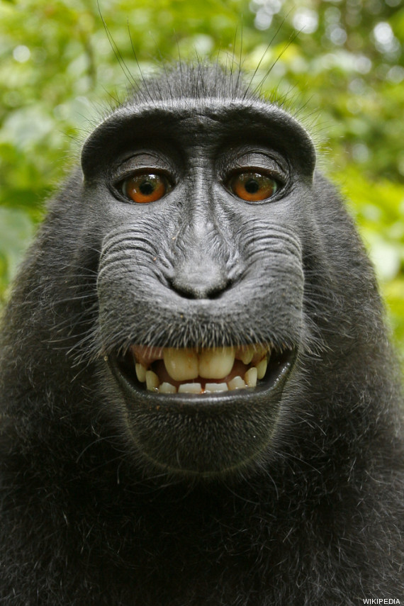macaco