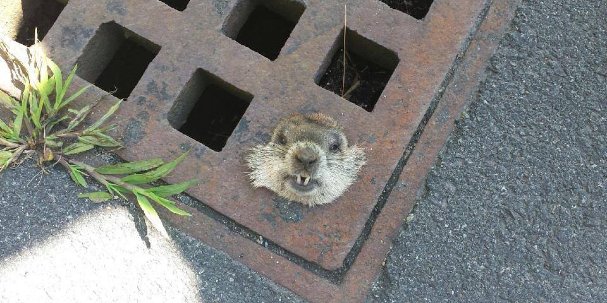 Woodchuck Rescued By Massachusetts Police After Getting Stuck In Sewer