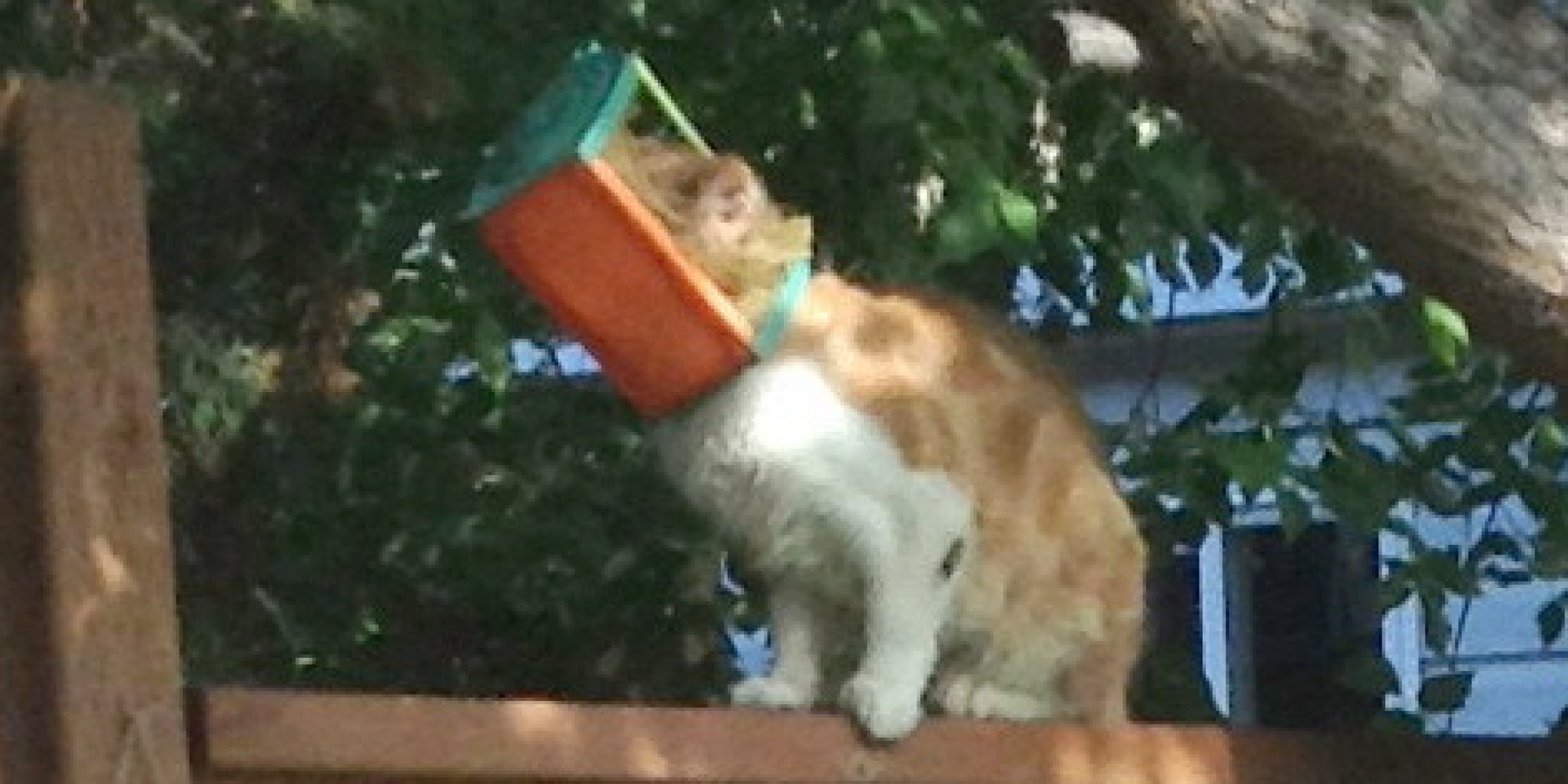 Butterscotch, Cat With Bug Catcher Stuck To Head, Captured In Manitoba