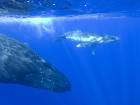Rescuers Save Baby Whale Trapped In Shark Net