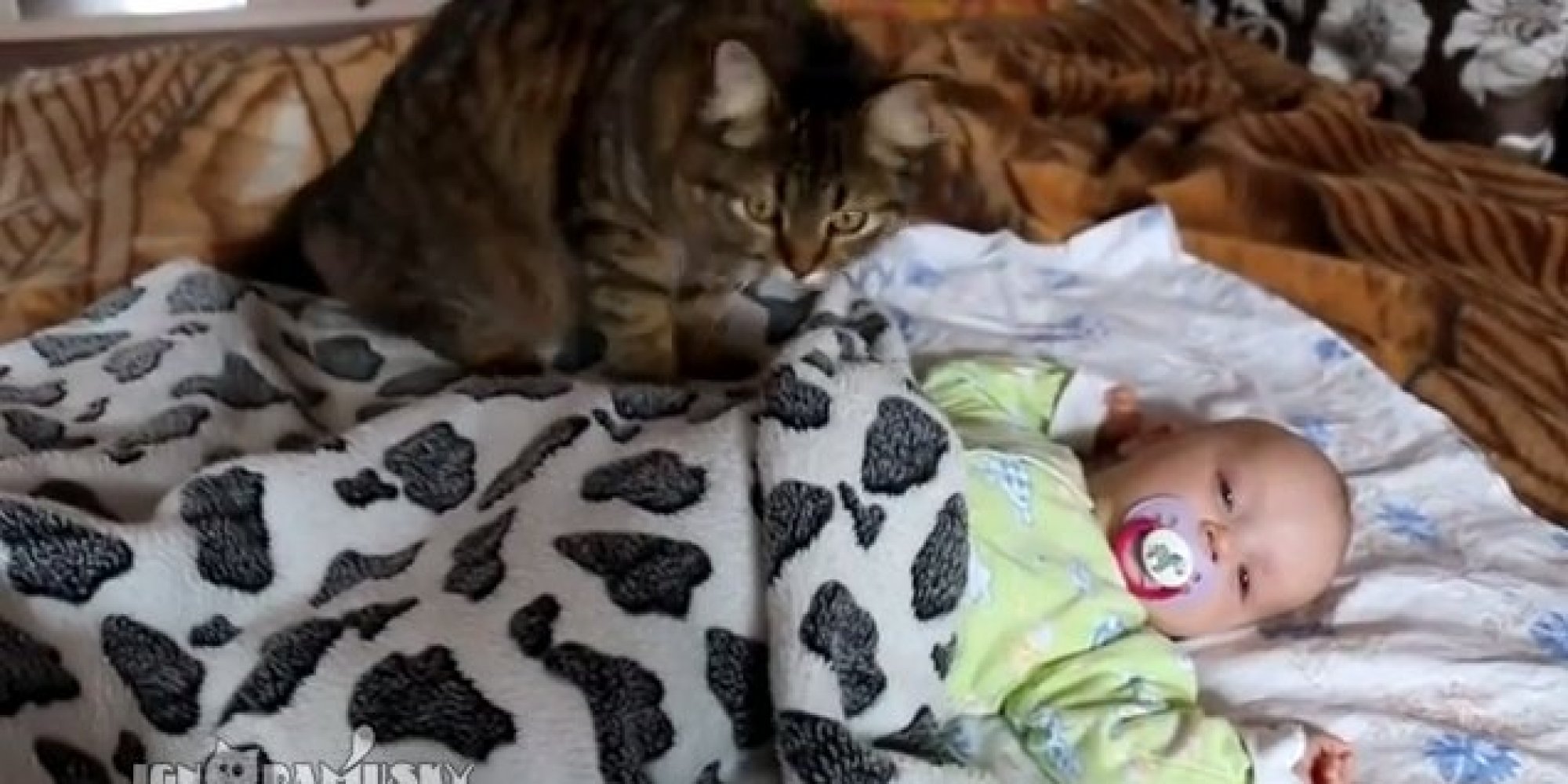 Cat Gives Baby Friend An Adorable Massage HuffPost