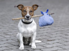 Find Your Lost Dog With Facial Recognition Technology