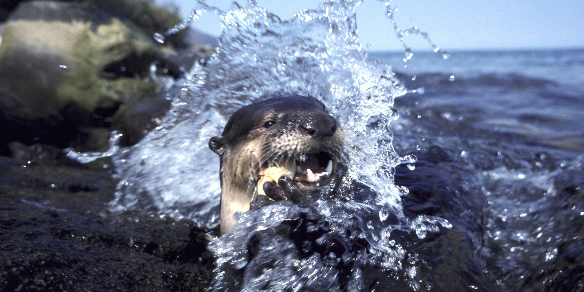 Otter Attacks Alligator Otter That Attacked Swimmers