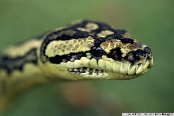 snake