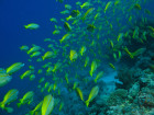 Bad News For The Great Barrier Reef