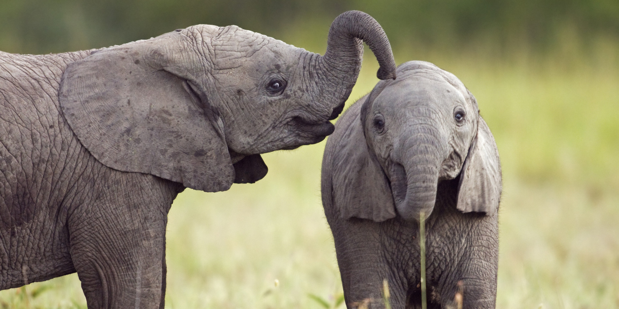 8 Facts That Show Us Elephants Are People, Too HuffPost