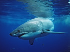 Why 'Shark Week' Is Bullsh*t