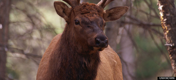 Elk Just Wants To Eat Apples But Cops Wont Leave Him Alone
