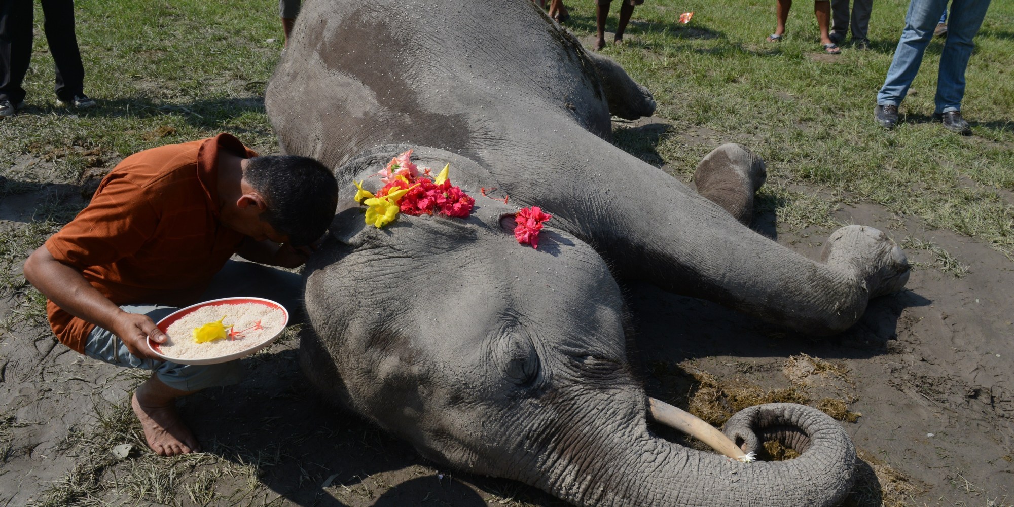 Elephants Dying Due To Brutality, Starvation & Lack Of Medical Attention