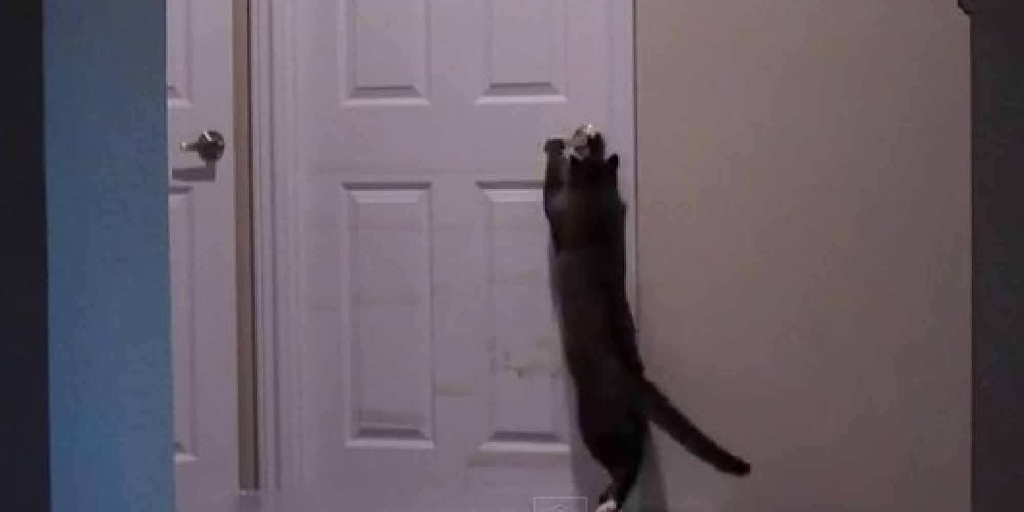 Nowhere Is Safe From This Cat That's Worked Out How To Open Doors