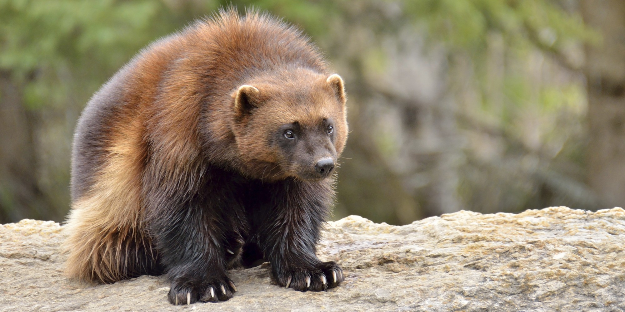 U.S. Denies Endangered Species Protection For Wolverines, Despite