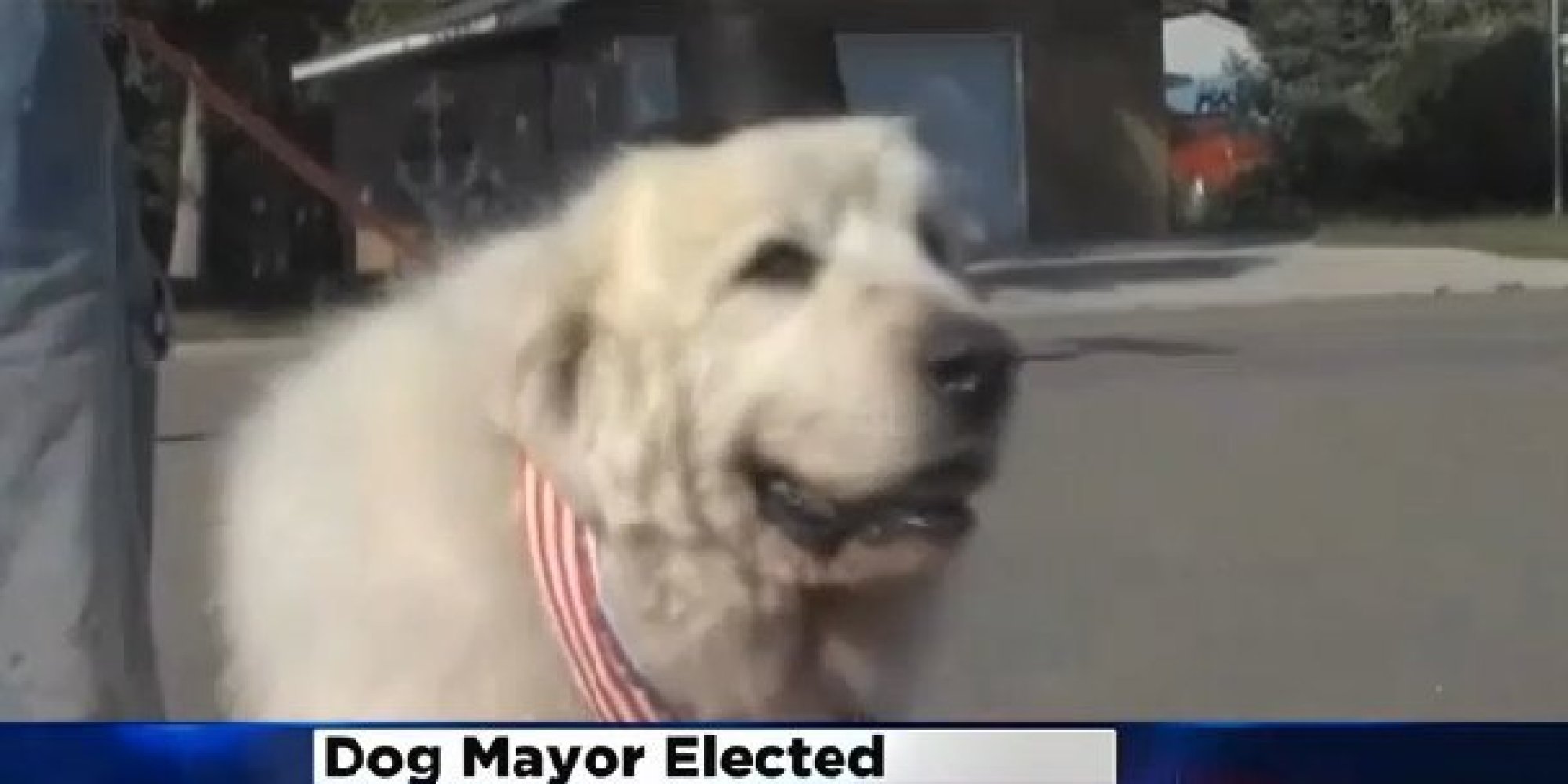Dog Elected Mayor In Minnesota dog elected mayor minnesota n