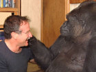 Koko The Gorilla Mourns Robin Williams' Death