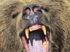 Woman, 57, Survives Bear Attack In Alaska